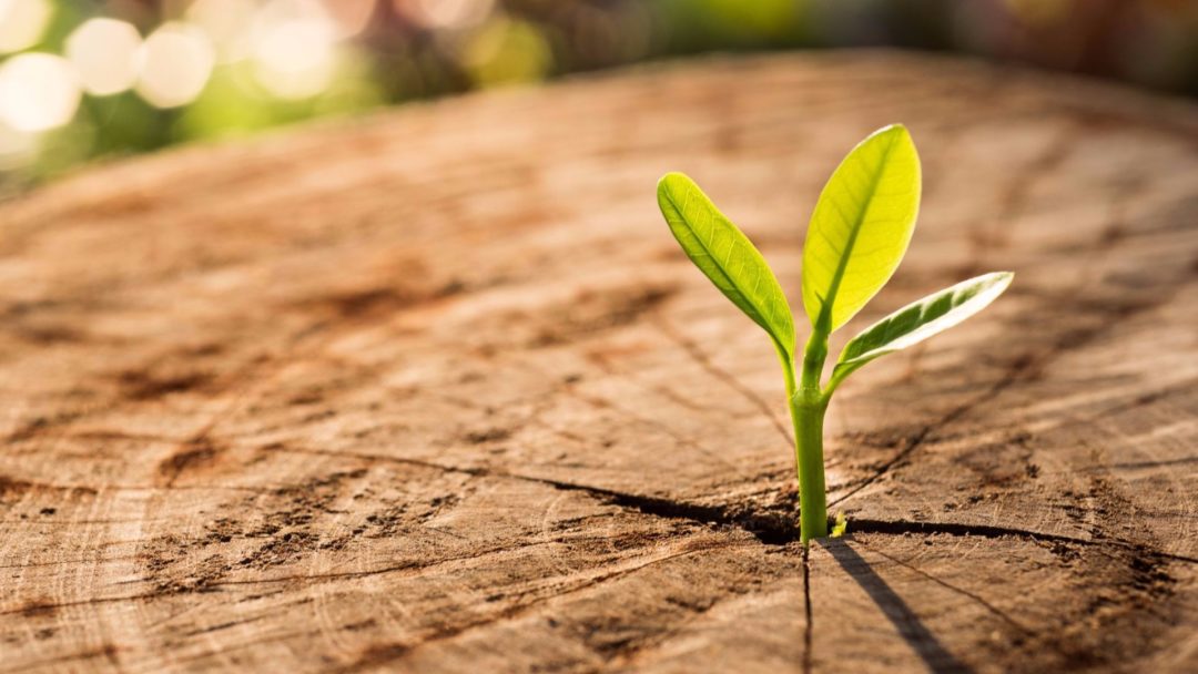 tree-stump-iStock-641523960-1080x608